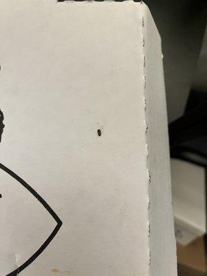 Roach on box of pizza