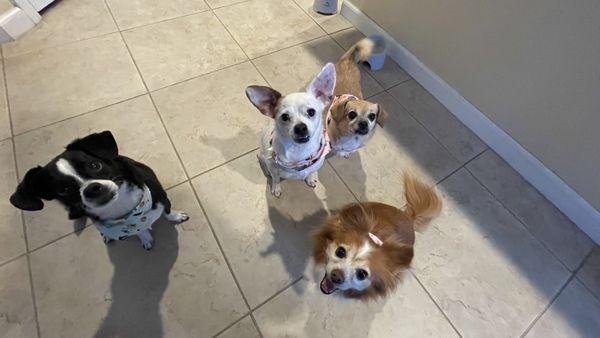 Just came home from the groomers Hairy Hounds  From left to right: Kevin, Luna, Bella, Chibikko (below)