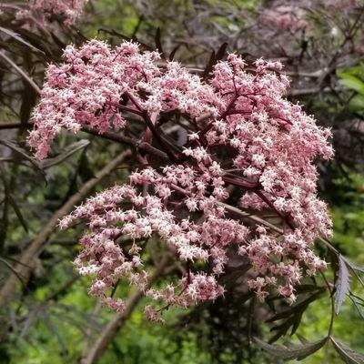 Elderberry