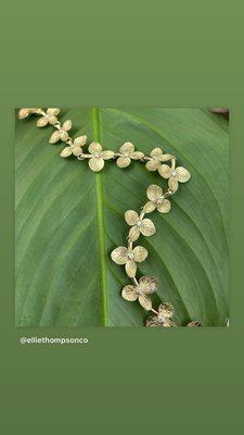 18k gold and diamond hydrangea blossom bracelet by Ellie Thompson