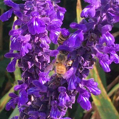 Bee-utiful floral plant.