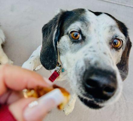 dog with fried chicken