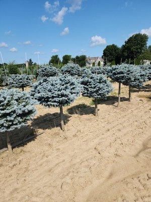 Blue Spruce Standard