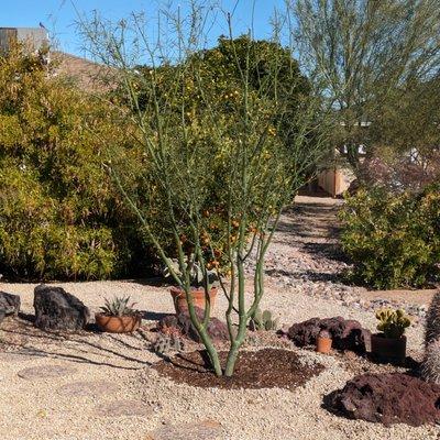 Museum Palo Verde tree