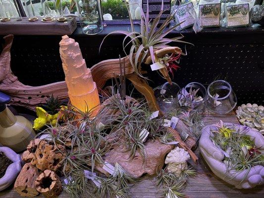 Air plants