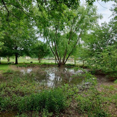 Here's a nice little swamp.  The water is black.