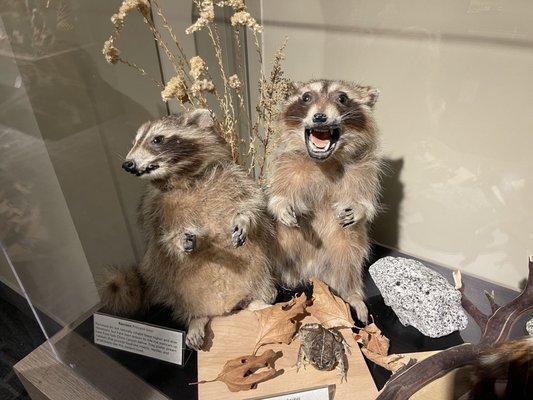 Raccoons