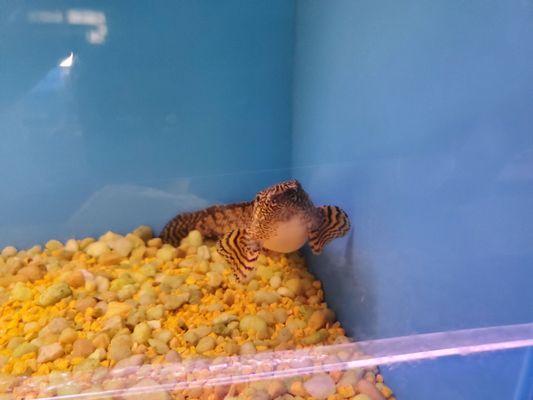 Ornate Bichir