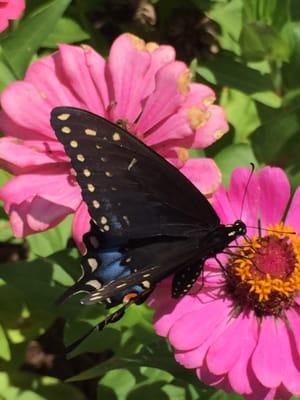 Butterflies on the flowers