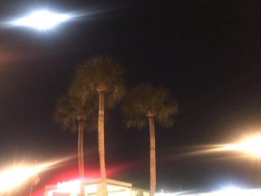 Palm trees on a full moon night