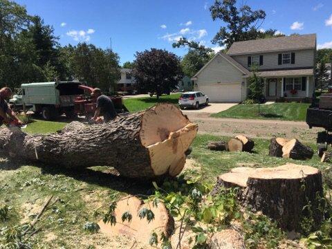 Maple removal Rochester Mi