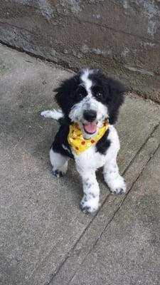 Four month old goldendoodle. First grooming visit and so happy!