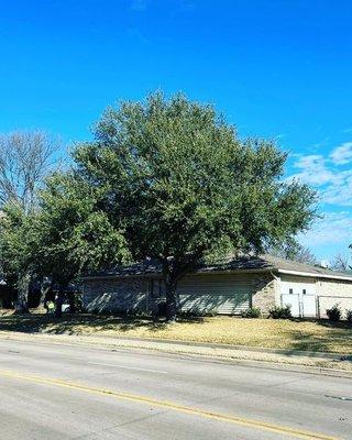 Tree Removal (Before)