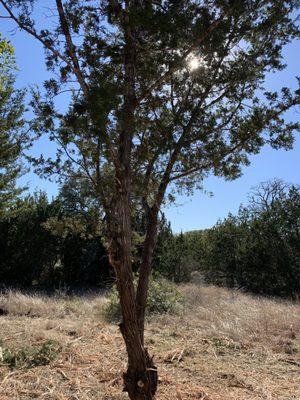 Instead of cutting down all of the cedars entirely some were reshaped and left for wildlife.