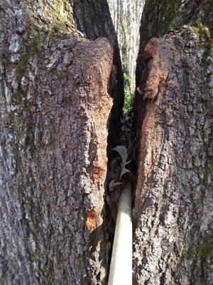 Busted co dominant tree removed in an ice storm.