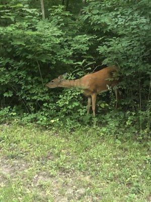 Deer in the wood