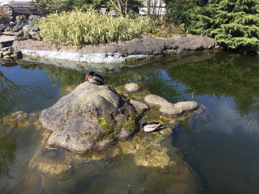 Ducks and homeless alike snooze on a Sunday morning.