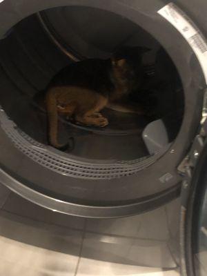 Abyssinian cat taking a nap in Dryer..