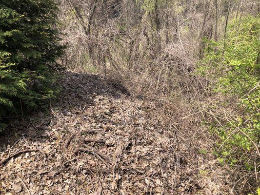 Leaves, blown into Wetlands over years vs being raked up have all but eliminated wetlands indigenous-species.