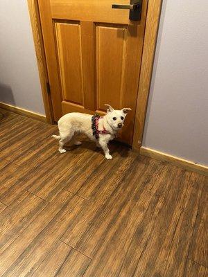 Dog ready to leave exam room