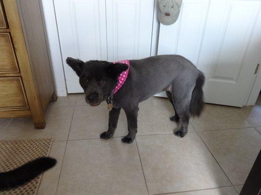 Gracie B. after another Great Grooming Session at "The Clip Joint"