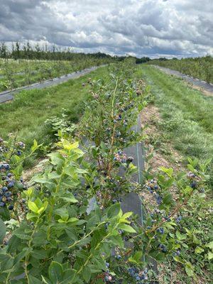 Blueberry field