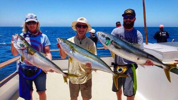 Yellowtail caught on the Royal Polaris.