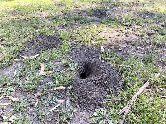 Gopher Activity with an open hole