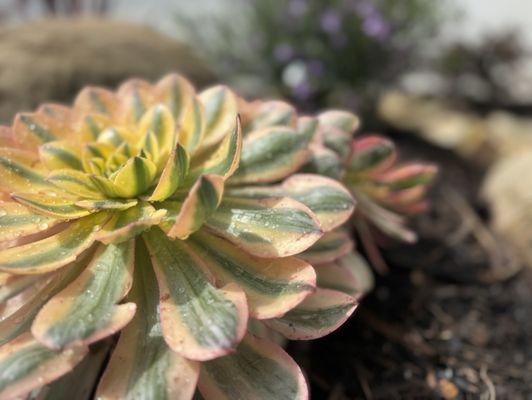 Aeonium