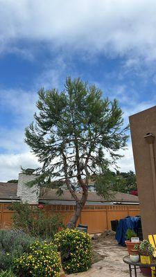 Pine tree prunning