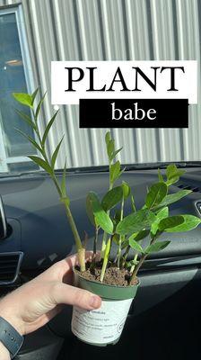 Zz Plant ($14)