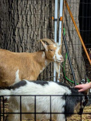 Billy Goat (but not gruff) at the Weihnachtsmarkt