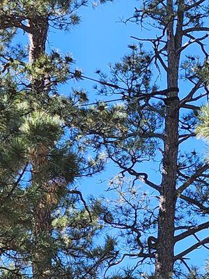 cabling system to strengthen 3 tall pines