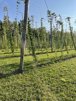 The hops field. There's a table and chairs out here for events!!