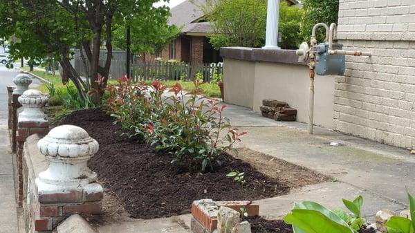 These shrubs will fill in beautifully and create a privacy barrier along the walkway.