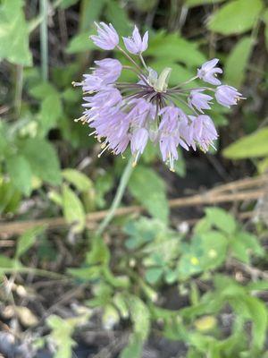 Nodding pink onion.