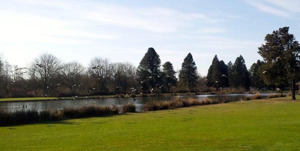 Widgeon ducks taking flight at Meadowlawn GC