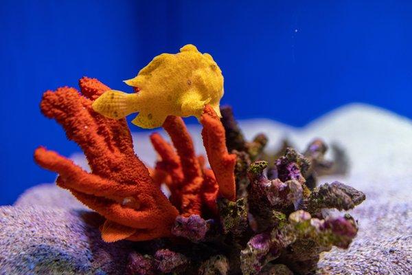 Maui Ocean Center, The Aquarium of Hawaii