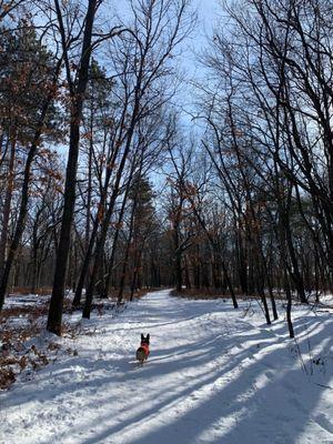 My dog on the hike around Bay City State Recreation Area / Tobico Marsh