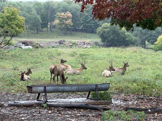 Elk in the wild