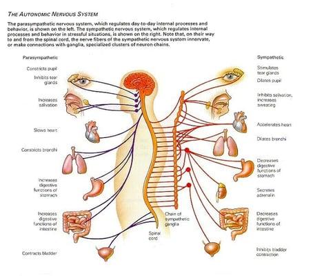 The Tree of Life is inside all people.  With an adjustment our bodies are free to heal at 100%