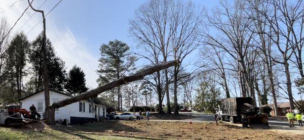 Throwing a large oak right next to the house