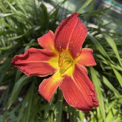 Day lily