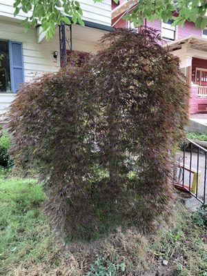 Japanese maple in front of Monk house