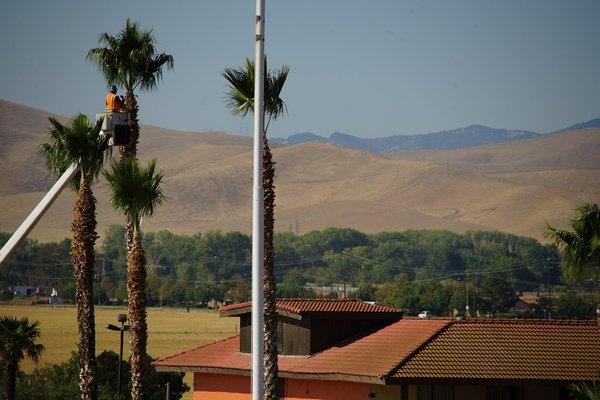 Tree Service