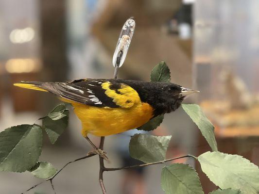 Baltimore Oriole (males)