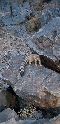 Arizona ringtail