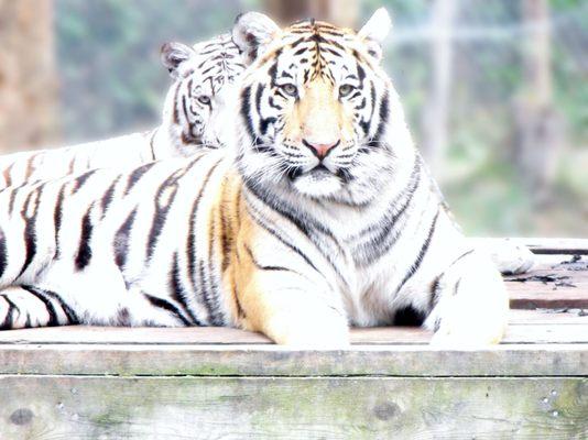 DEW Haven | Maine Zoo & Rescue: Tigers