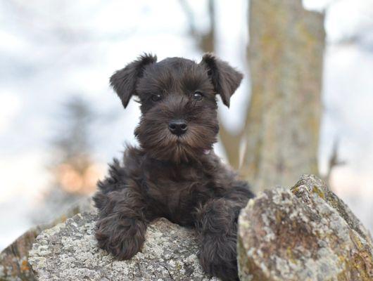 Canyon's Miniature Schnauzers