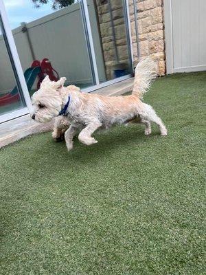 Harley at daycare